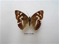 藏品(金鎧蛺蝶)的圖片